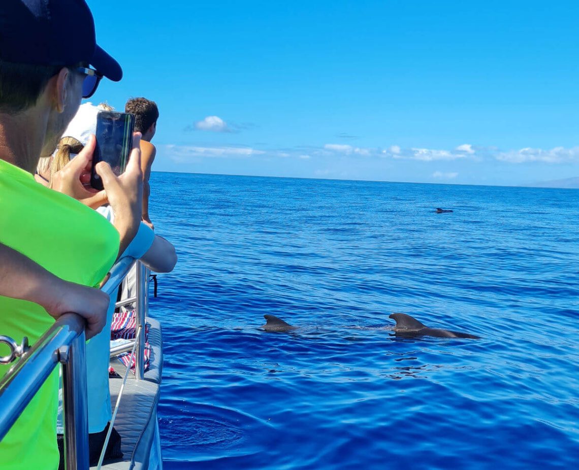 avistamiento cetaceos tenerife excursion