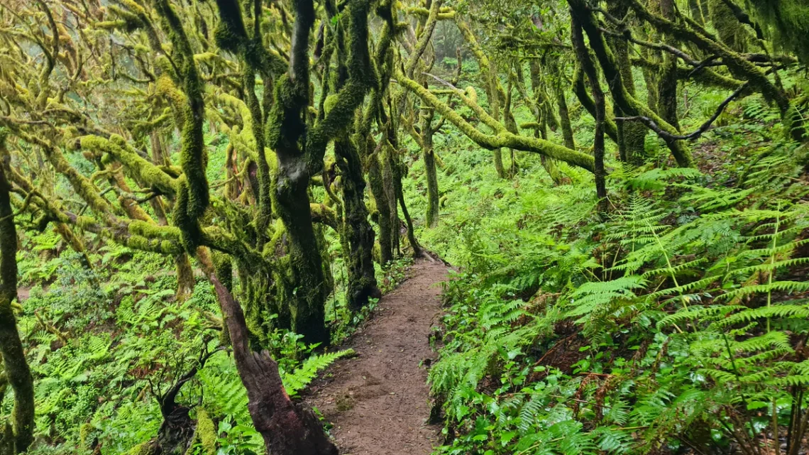 laurisilva en un sendero del garajonay