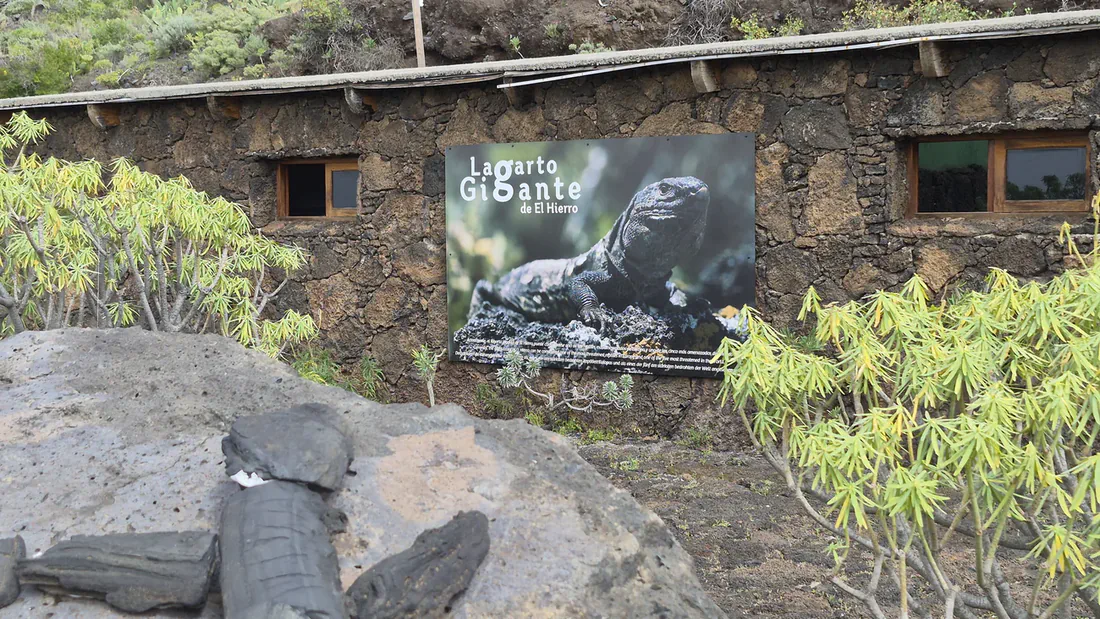 lagartario el hierro