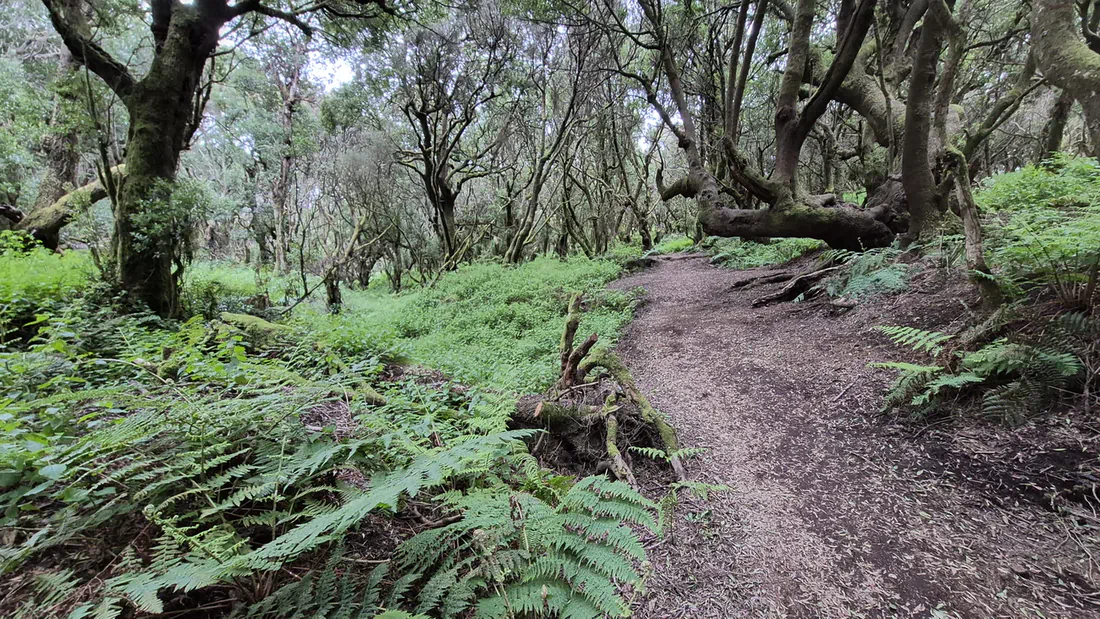 laurisilva el hierro la llanía