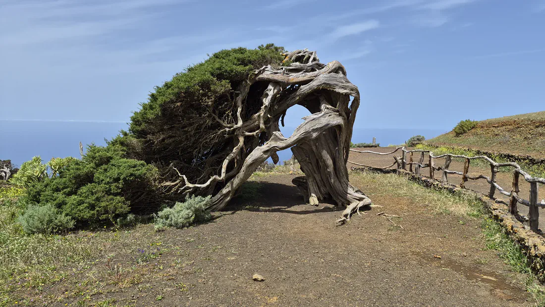 sabinar emblema el hierro